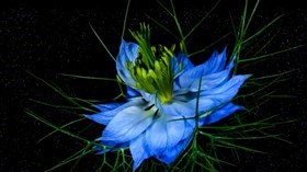 Flowers_In_Bloom_Slomo