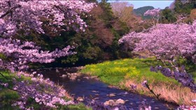 Gorgeous_Blossom_Creek