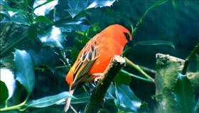Red_Fody