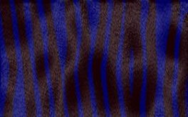 Blue Zebra