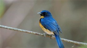 Mango Blue