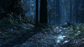 Rainforest