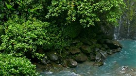 Rainy Rainforest