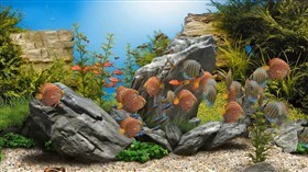 Rock Aquarium 4