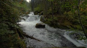 Forest River Trail