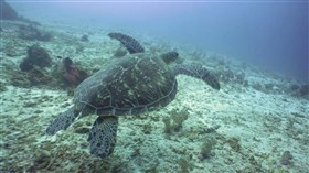 4K Sea Turtle