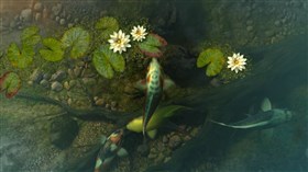 4k HD Koi Pond 2pk
