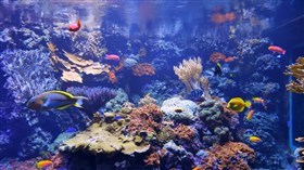 Aquarium Coral