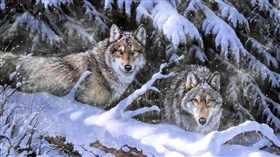 Winter Wolf II