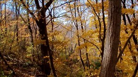 Autumn Trees
