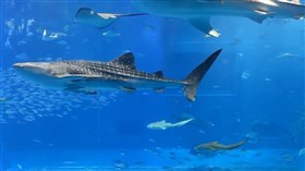 Sea Aquarium 4