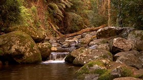 Forest Pond
