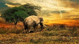 Wet Elephant