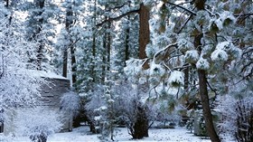 Snow Yard