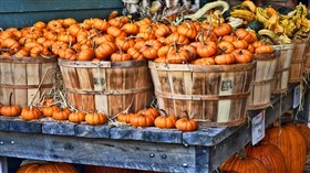 Tiny Pumpkins 4K