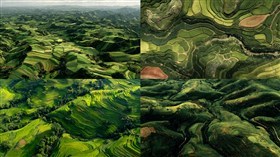 Fields of Green