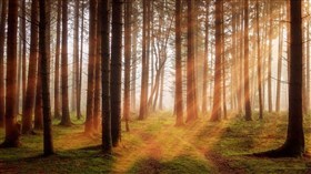 Morningforest