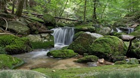 Forestfalls