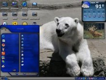poler bear