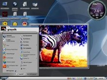 zebra with color
