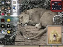 lion cat