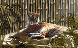 Bamboo Tiger