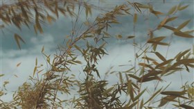 Bamboo Trees Swaying With The Wind