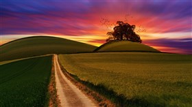 Sunrise Over Rice Fields